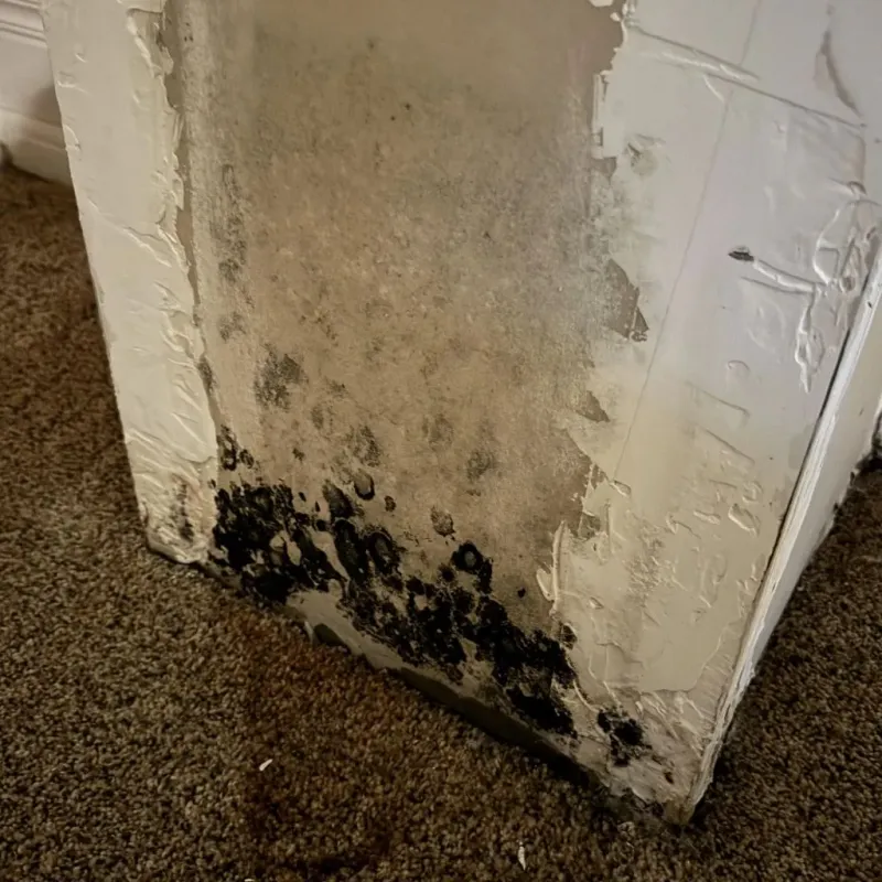 Professional Mold Removal in Raymondville, TX